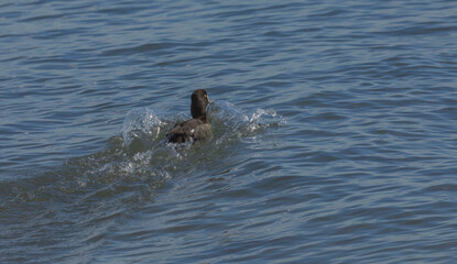 Obraz premium Greater Scaup In The Water