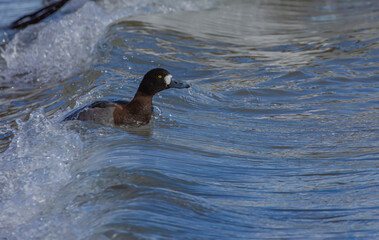 Greater Scaup In The Water