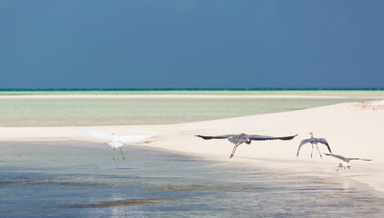 amazing view of the dancing herons, seagulls and cormorants on the authentic white sand Cuban beach 