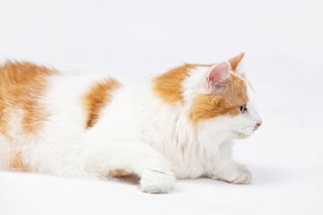 A Ginger Cat and a White Cat are Lying Comfortably on a Soft White Background Surface