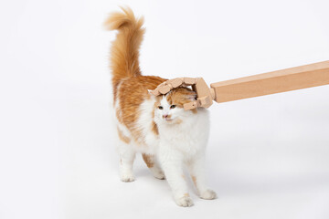A Playful Cat engaging with an Unusually fascinating Toy during a fun Experiment session