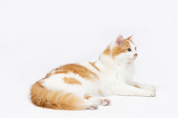 An Elegant Orange and White Cat is Relaxing Comfortably on a Soft White Background