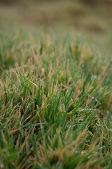 green moss on the ground