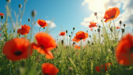Fototapeta premium Vibrant Red Poppies Field Summer Meadow Blossoms