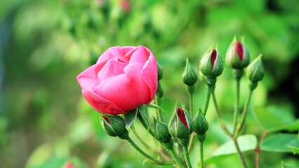 식물- 핑크색 장미