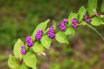 식물, 좀작살나무 열매