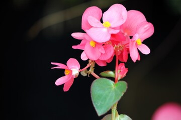 식물 사철베고니아