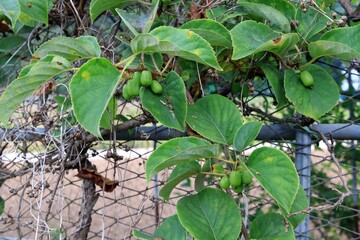 과수원, 참다래 나무 열매