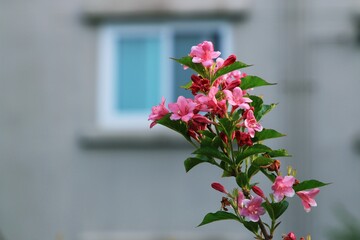 창문과 삼색병꽃나무