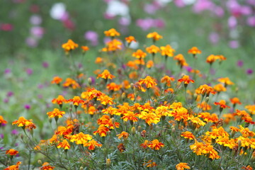 식물, 프렌치메리골드