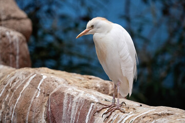 The Egyptian heron ( latin Ardea ibis)in close-up against the sand-colored rocks.