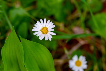 Two flowers of a daisy (Leucanthemum)) photographed from above. The flower on the left is in focus, the flower on the right is out of focus. They are surrounded by green leaves and the forest floor is