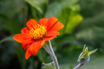 Mexican sunflower or tree marigold flower (Tithonia diversifolia)