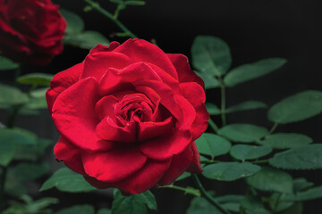 Beautiful red rose flower - garden rose