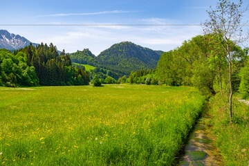 View in the sunshine over a mountain meadow where a variety of wildflowers bloom. In the background mountains and the ruins of Ehrenberg Castle. On the right edge of the picture flows a small stream