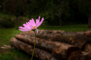 Pink meadow flower in spotlight, stacked tree trunks in dark blurred background