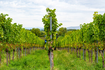 Grape harvest in the vineyards near Heitersheim im Breisgau, Germany