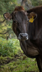 black and white cow