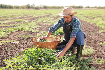 Man picking ripe watermelons in field on sunny day