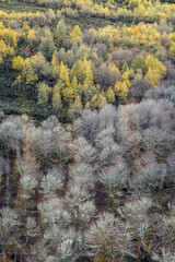 Deciduous forests in different stages of foliation