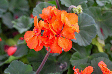 Gerânio. Geranium. Flores vermelhas
