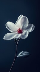 Obraz premium Silhouette of flowers made of gardenias on a dark background, soft shadows, central composition