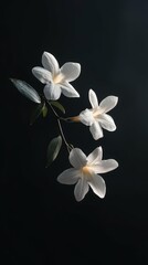 Obraz premium Silhouette of flowers made of jasmine on a dark background, soft shadows, central composition