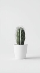 Small potted cactus in a plain white pot, isolated on white background, no shadows, .