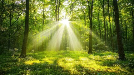 Fototapeta premium Sunlight Filtering Through Trees in a Lush Green Forest Landscape