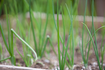 young onions in a garden bed