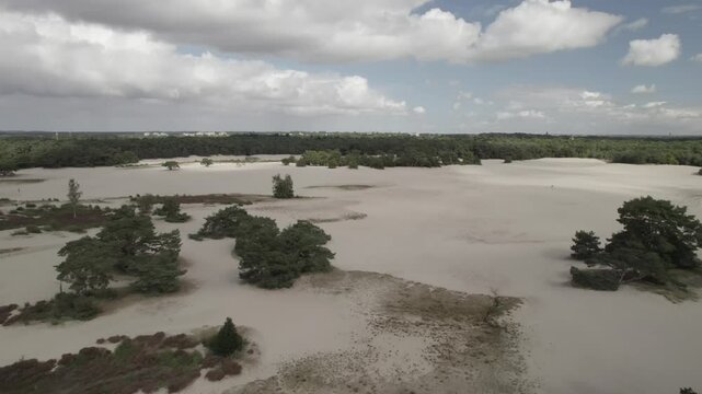 Atmosphere of picturesque sand dunes surrounded by green forest, Netherlands