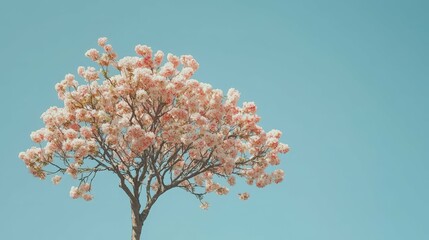 Tree covered in blossoms, vibrant pink and white flowers against a clear blue sky, bright daylight,