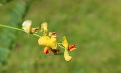 Sesbania flowers in Florida nature, closeup