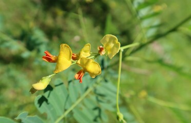 Sesbania flowers in Florida nature, closeup