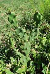 Cactus plant in Florida wild, closeup
