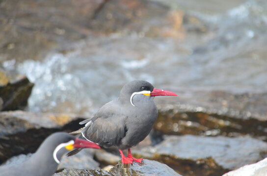 Zarcillo (Larosterna inca) en Isla Lobos de Afuera, Per&uacute; 