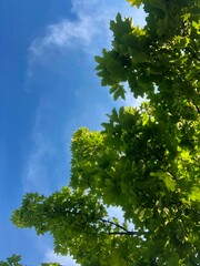 green leaves against blue sky