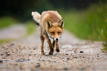 Hunter in action. Red fox, Vulpes vulpes, running on dirt road in meadows and splashing water drops around. Fox with soaked fur hunts in fresh rain. Wildlife nature. Beautiful vixen in natural habitat