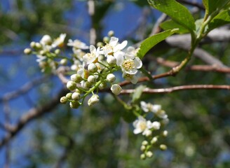 Closeup of Canada Red Chokecherry tree flowers and buds, Colorado