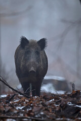 Dzik euroazjatycki, dzik, (Sus scrofa) © Bartosz Rakoczy