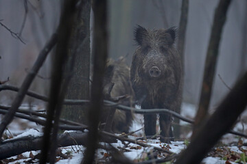 Dzik euroazjatycki, dzik, (Sus scrofa) © Bartosz Rakoczy