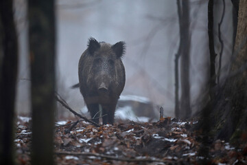 Dzik euroazjatycki, dzik, (Sus scrofa) © Bartosz Rakoczy