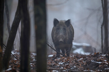 Dzik euroazjatycki, dzik, (Sus scrofa) © Bartosz Rakoczy