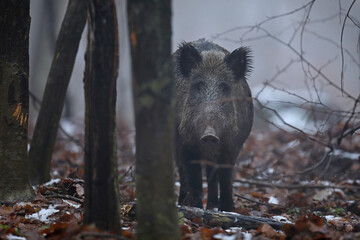Dzik euroazjatycki, dzik, (Sus scrofa) © Bartosz Rakoczy
