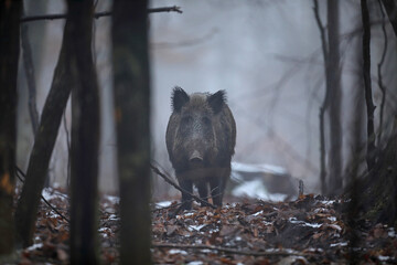 Dzik euroazjatycki, dzik, (Sus scrofa) © Bartosz Rakoczy