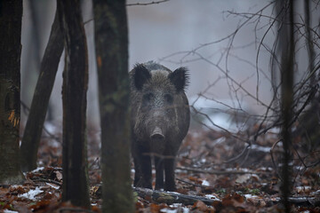 Dzik euroazjatycki, dzik, (Sus scrofa) © Bartosz Rakoczy