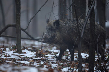 Dzik euroazjatycki, dzik, (Sus scrofa) © Bartosz Rakoczy