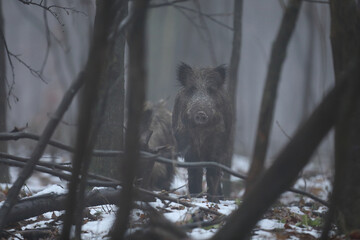 Dzik euroazjatycki, dzik, (Sus scrofa) © Bartosz Rakoczy