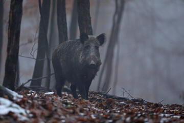 Dzik euroazjatycki, dzik, (Sus scrofa) © Bartosz Rakoczy