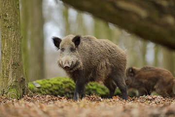 Dzik euroazjatycki, dzik, (Sus scrofa) © Bartosz Rakoczy